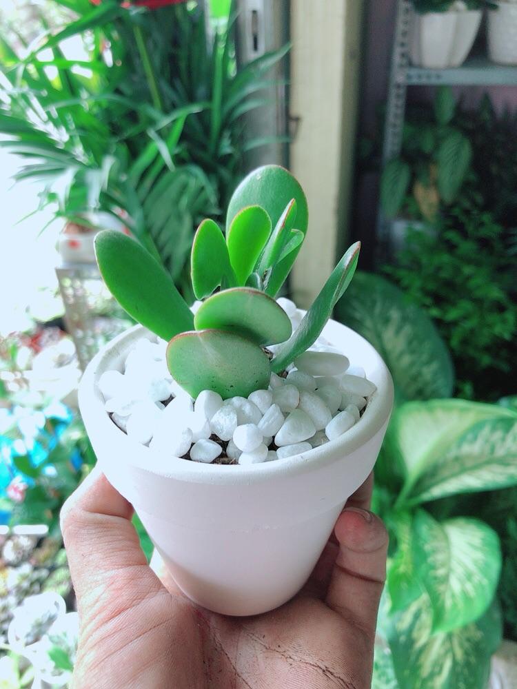 Chậu Cây Sen Ngọc Bích Mini