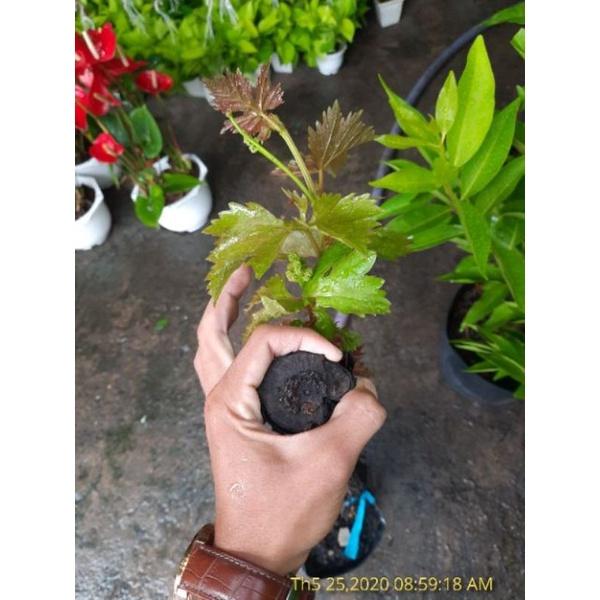 Cây Nho Ninh Thuận