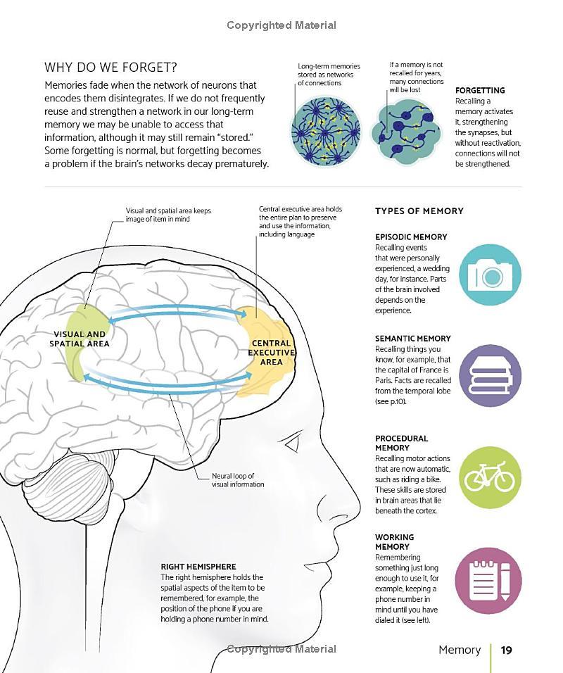 The Brain Fitness Book: Activities And Puzzles To Keep Your Mind Active And Healthy