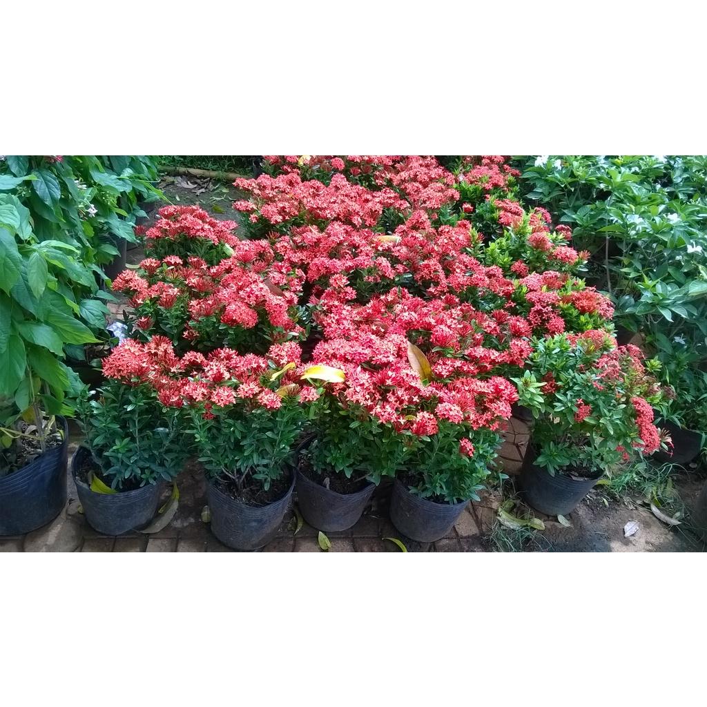 CÂY giống TRANG ĐỎ - HOA MẪU ĐƠN