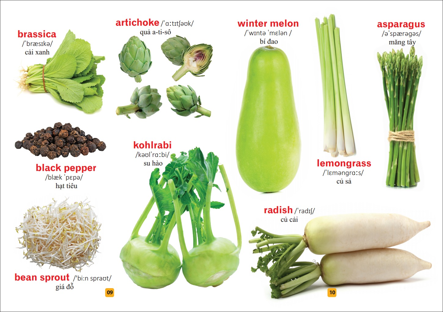 Sách: Từ Điển Tranh Về Rau - Củ - Quả - Hoa B55