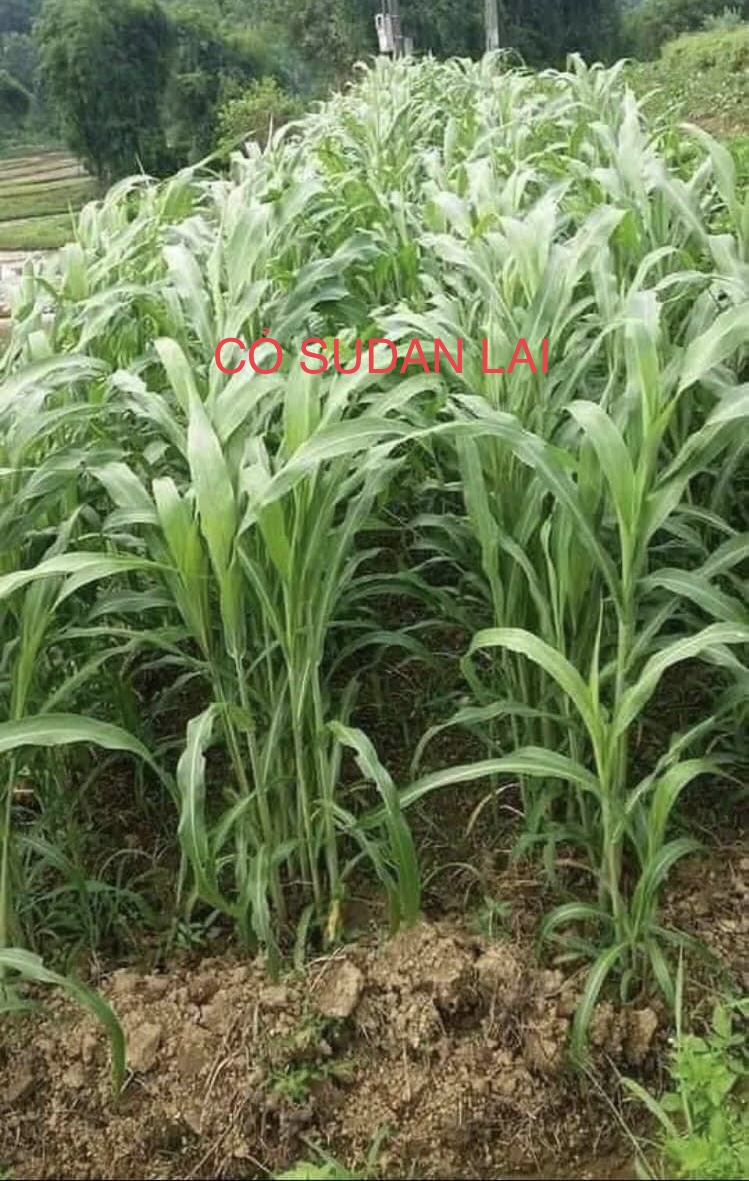 Combo 3 loại hạt giống cỏ chăn nuôi