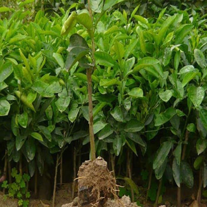 COMBO 2 CÂY GIỐNG BƯỞI DIỄN SIÊU NGON SIÊU QUẢ