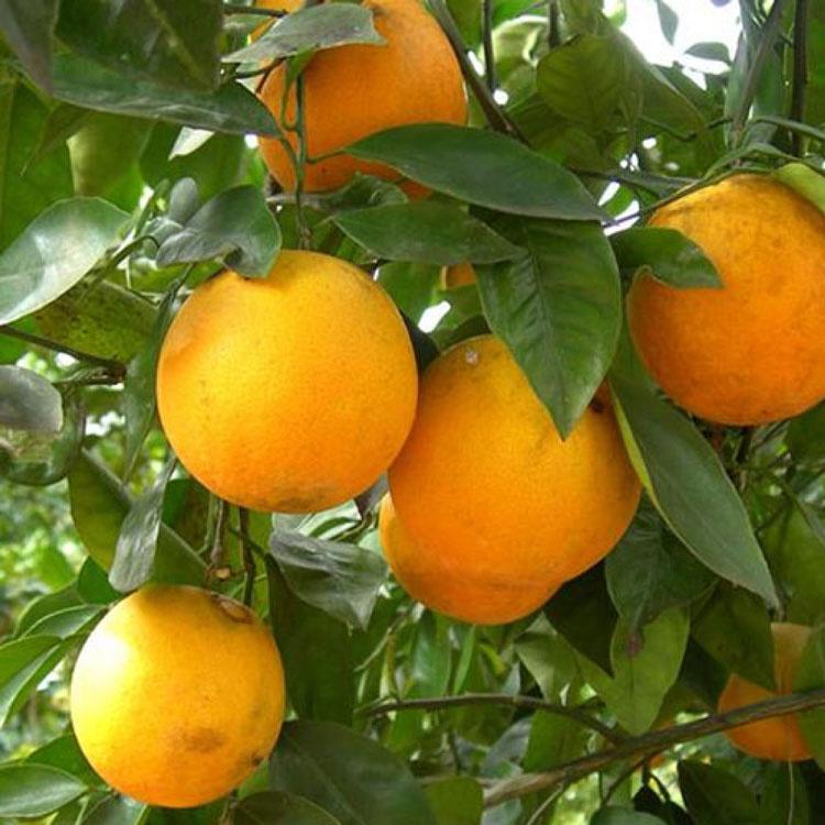 Cây giống cam vàng mỹ