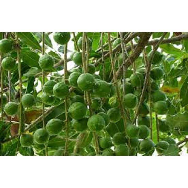 Cây macca hàng gieo hạt