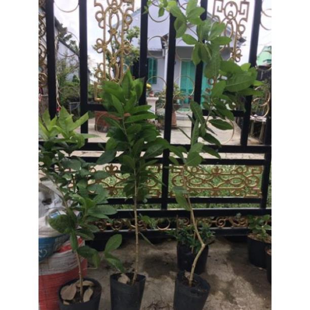Cây hoa mai xanh thái