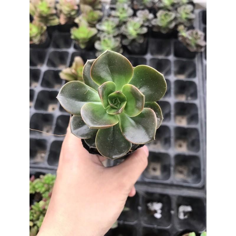 Sen đá nhật nguyệt size bầu 3-5 cm