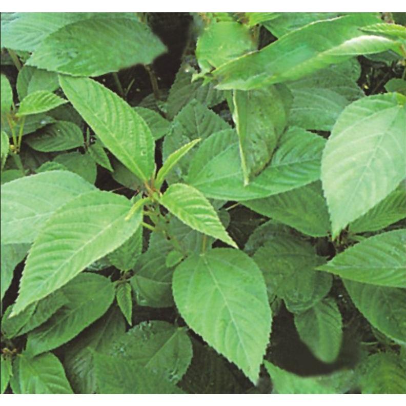 Hạt giống rau dây xanh cao sản - gói 10gram