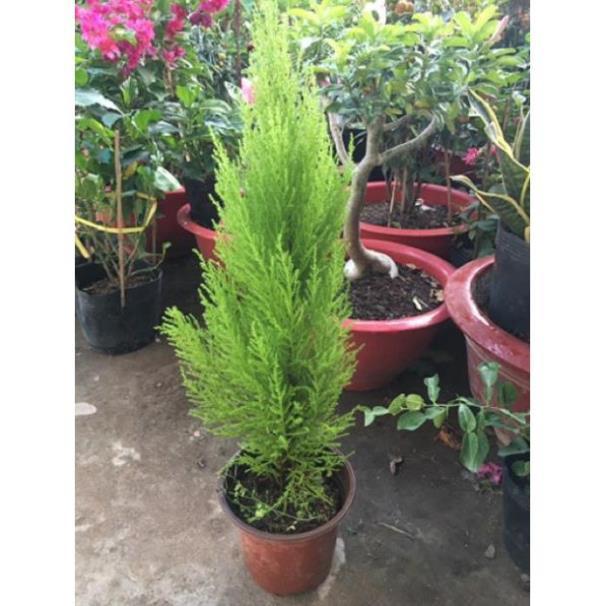 Cây Tùng thơm,lá thơm dễ chịu