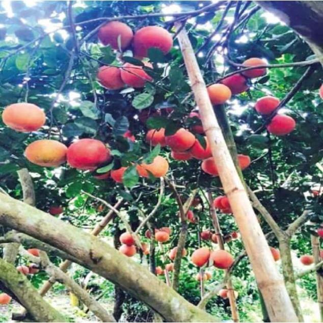 Cây Giống Bưởi Đỏ Luận Văn