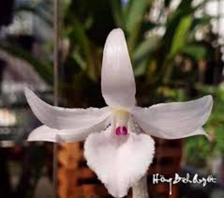 Phi điệp đột biến HỒNG BÍCH QUYẾT chuẩn giống cam kết chất lượng