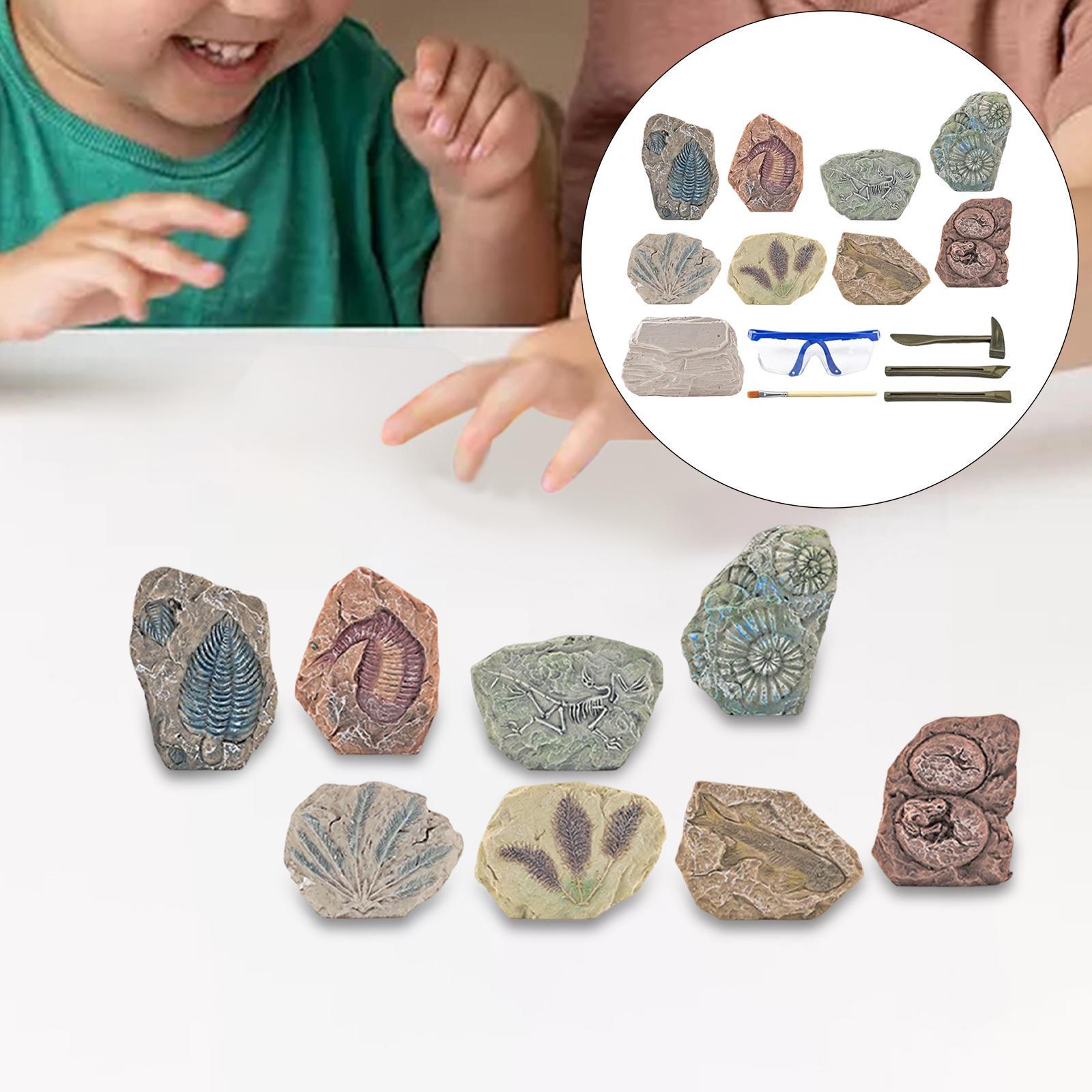 Dinosaur Excavation Kit Archaeology Discovery Kit for Toddler