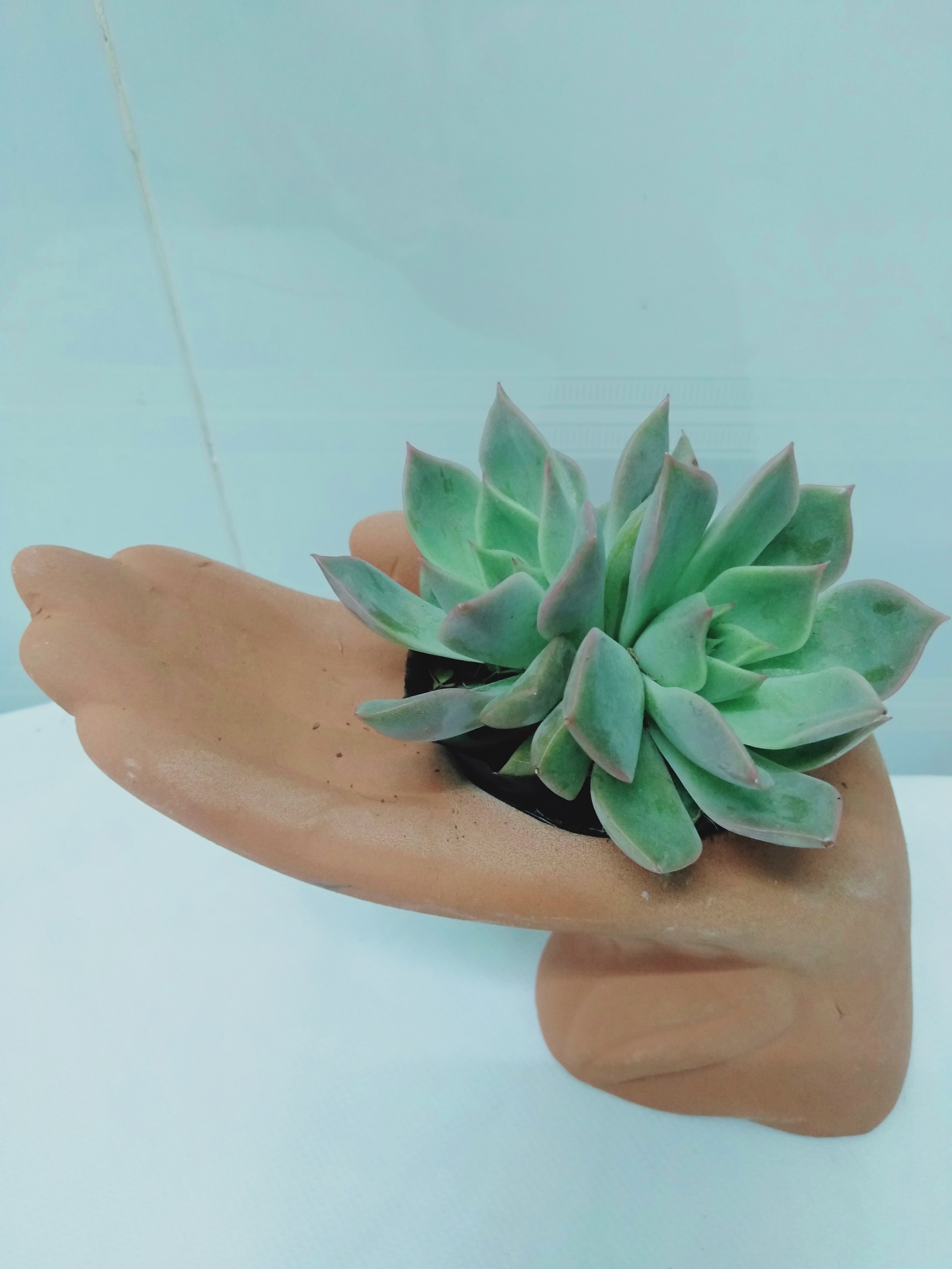Chậu đất nung hình bàn tay xinh xắn, kích thước 18x8x14cm, lọt lòng miệng chậu 5cm, sản phẩm không bao gồm cây