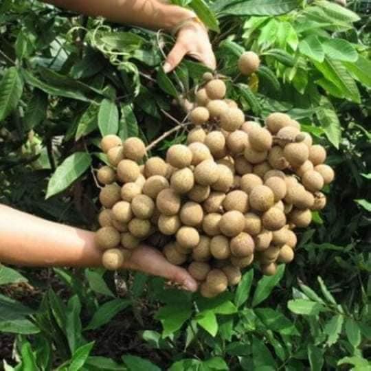 Cây giống NHÃN XUỒNG CƠM VÀNG )