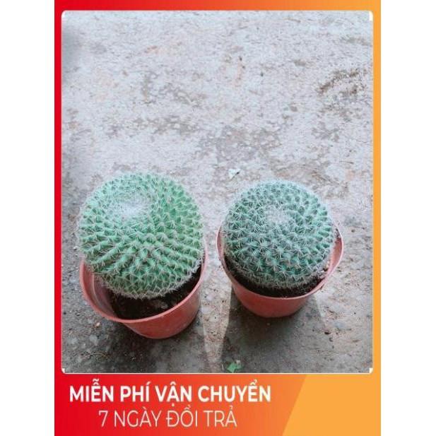 Combo 2 Cây Xương Rồng