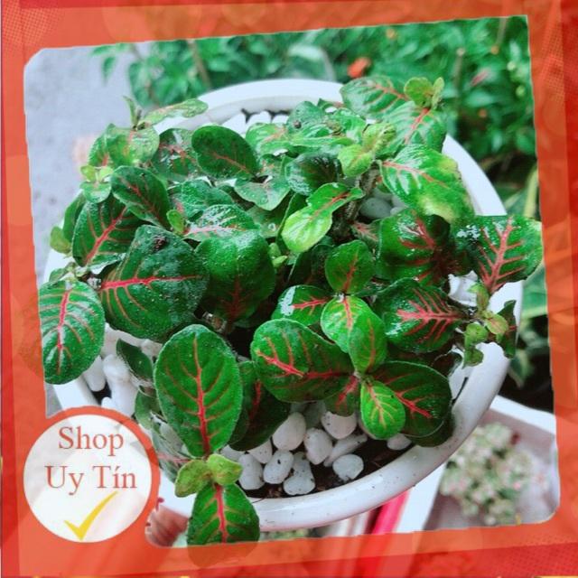 Chậu Cây Cẩm Nhung
