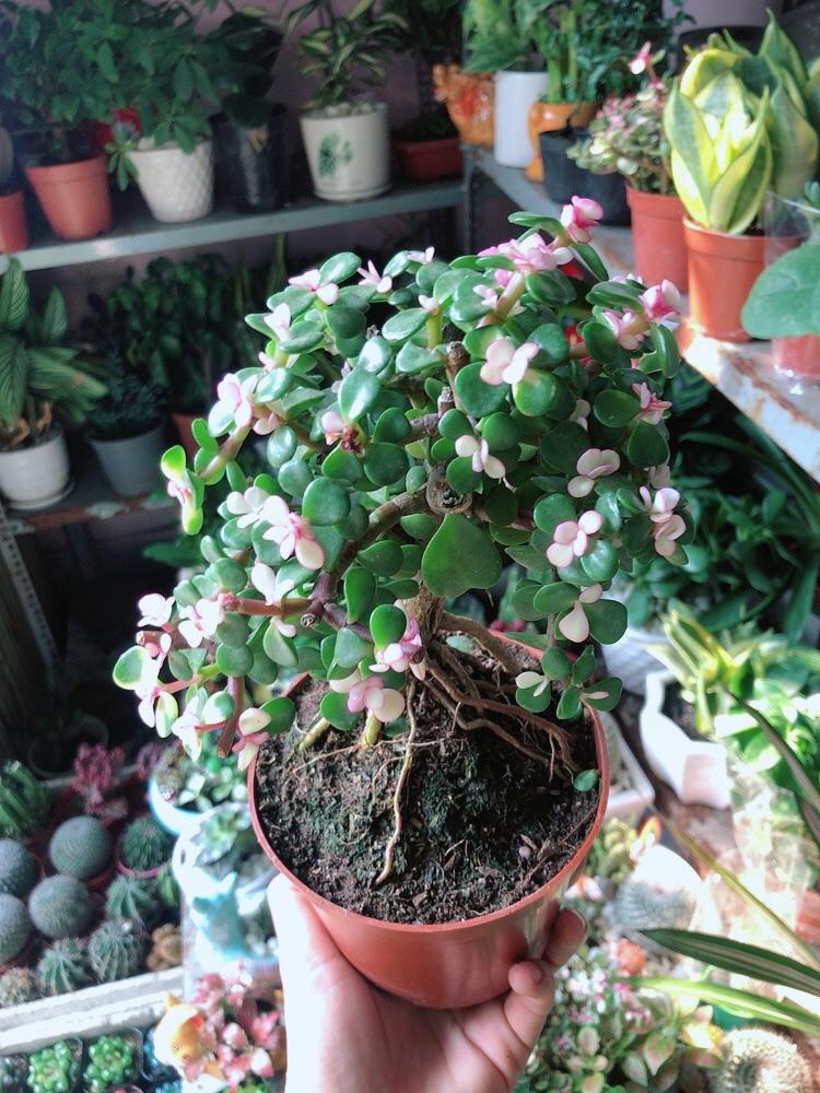 Cành Vàng Lá Ngọc Thân Cổ Thụ