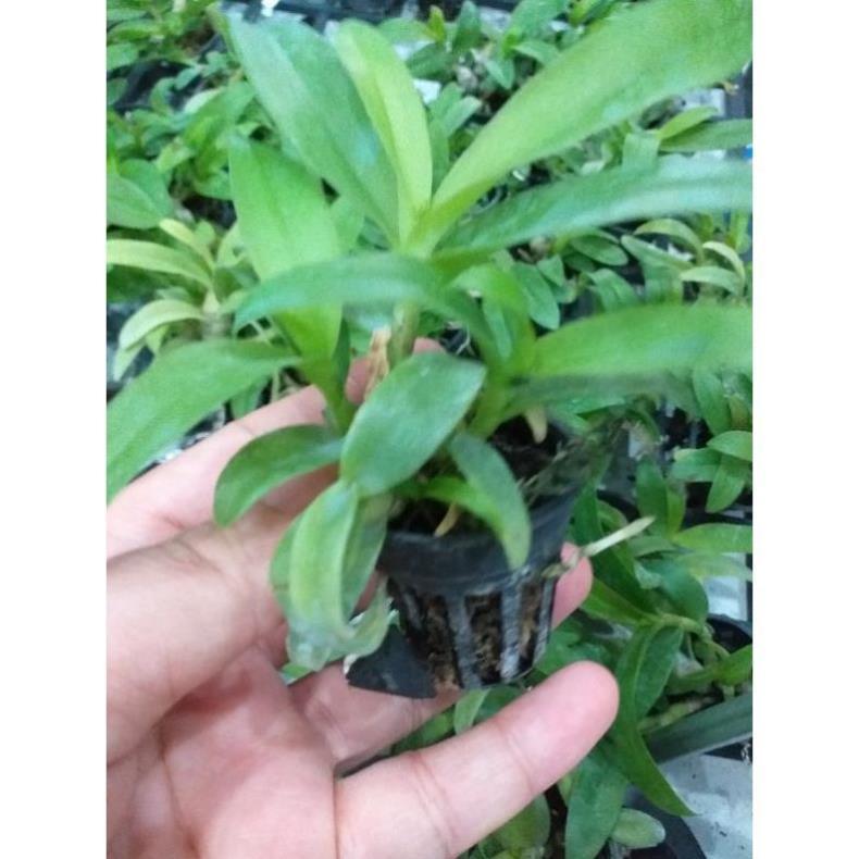 Hoa phong lan - phi điệp nù tam bố ki mập khỏe ấm chậu