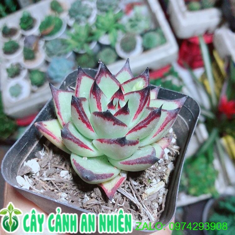 Sen Đá Đế Vương