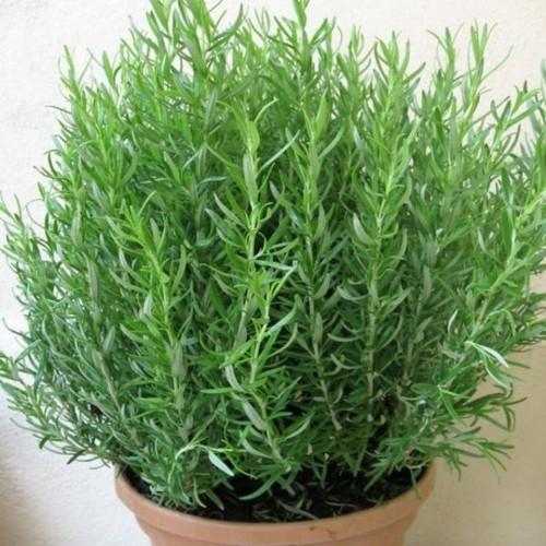 10h Hạt Giống Hương Thảo Rosemary