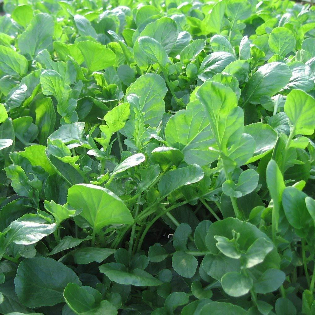 HẠT GIỐNG RAU CẢI XOONG CHẤT LƯỢNG GIỐNG CAO
