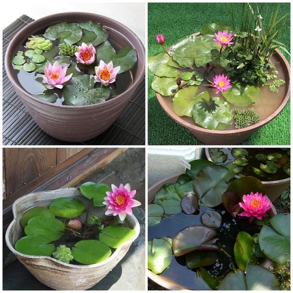 Hạt giống hoa sen mini Nhật nhiều màu - Gói 8 Hạt