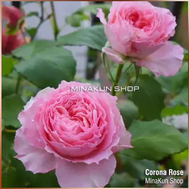 Hoa hồng ngoại Corora Rose xinh xắn