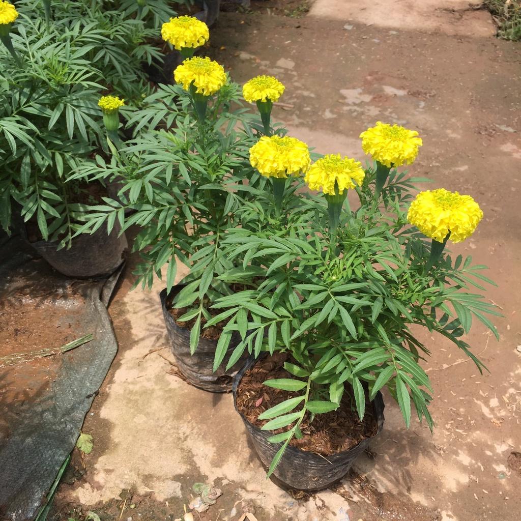 Cây Hoa Cúc Vạn Thọ Vàng,Thơm Dịu Nhẹ,Hoa Bền