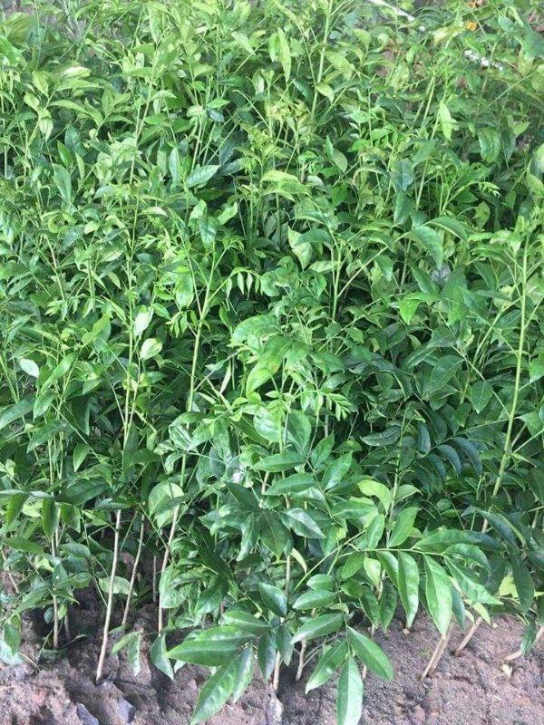 Cây giống mắc mật cây đẹp chuẩn giống