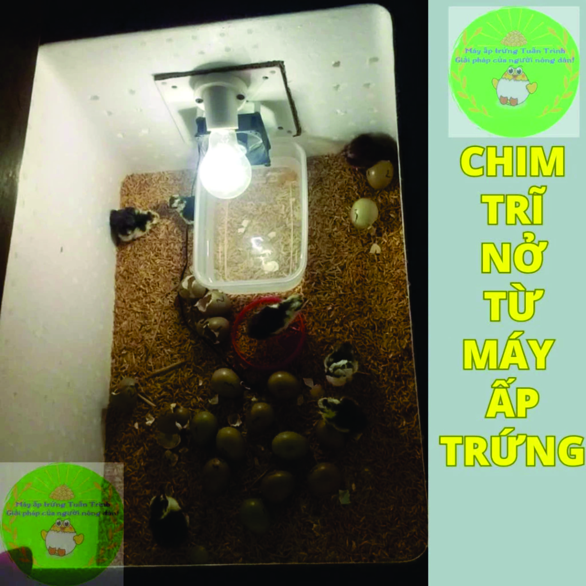 Máy ấp trứng cho gà vịt ngan ngỗng