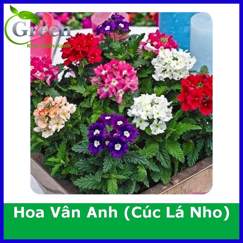 Hạt Giống Hoa Vân Anh (Cúc Lá Nho) Mix