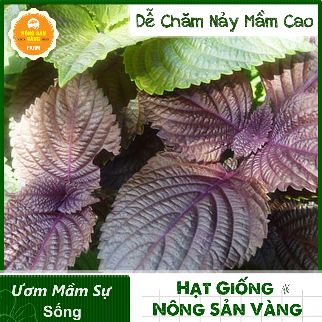 Hạt giống Rau Tía Tô Tỉ Lệ Nảy Mầm Cao, Sinh Trưởng Và Phát Triển Khỏe, Năng Suất Cao (Gói 2 Gram) - Nông Sản Vàng