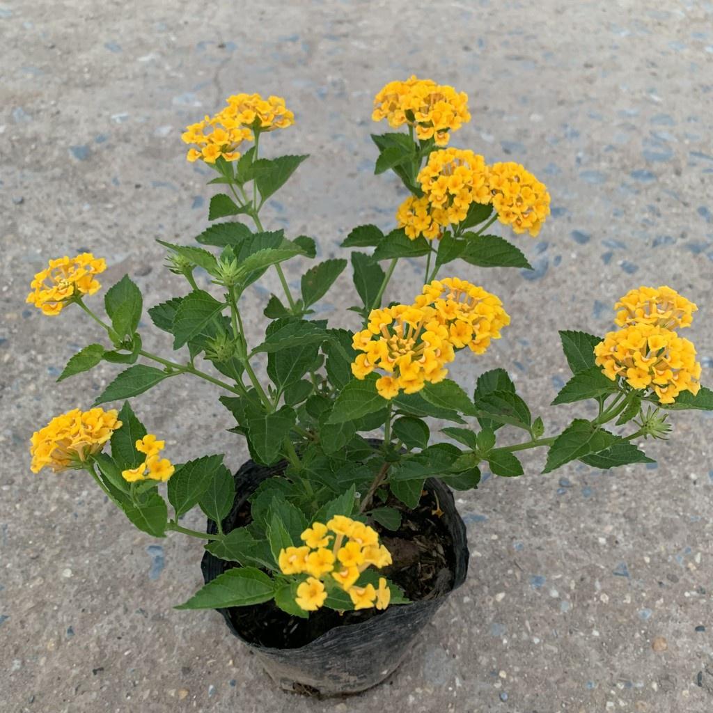 Cây hoa ngũ sắc vàng- cây giống