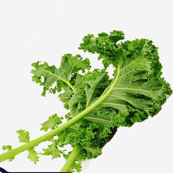 Hạt giống Cải Xoăn Kale ( Gói 5 Gram ) - Nông Sản Vàng