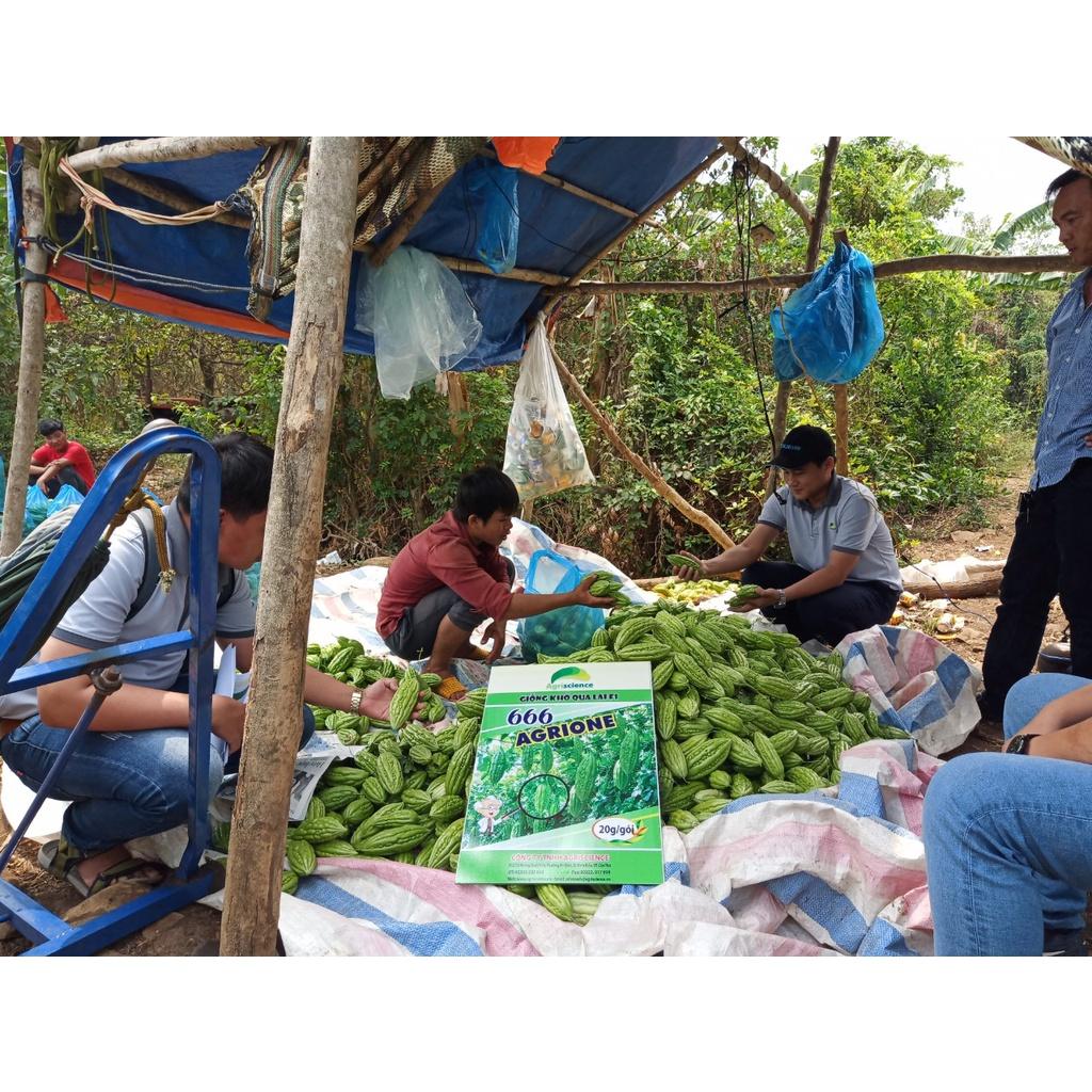 Hạt Giống khổ qua lai F1 - Agrione 666