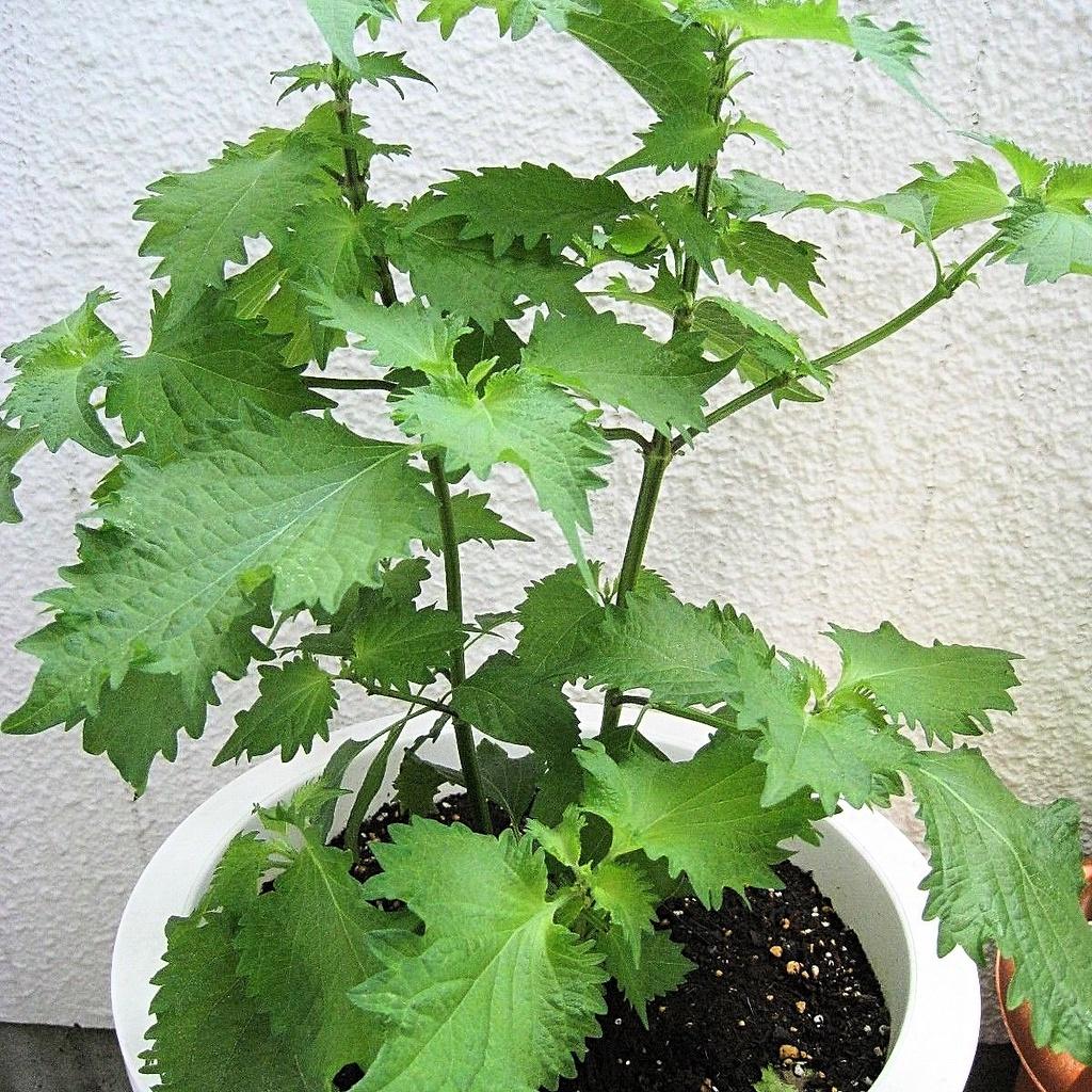 Hạt giống tía tô Nhật SHISO113 gói 0,5gr