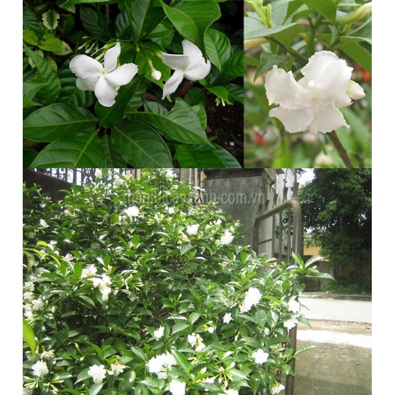 HOA NGỌC BÚT CÁNH KÉP - cây cao 50-60cm