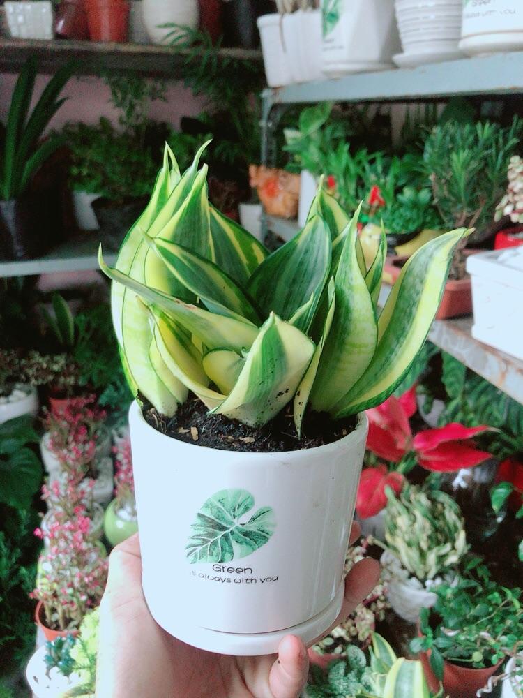Chậu Cây Lưỡi Hổ Thái Vàng