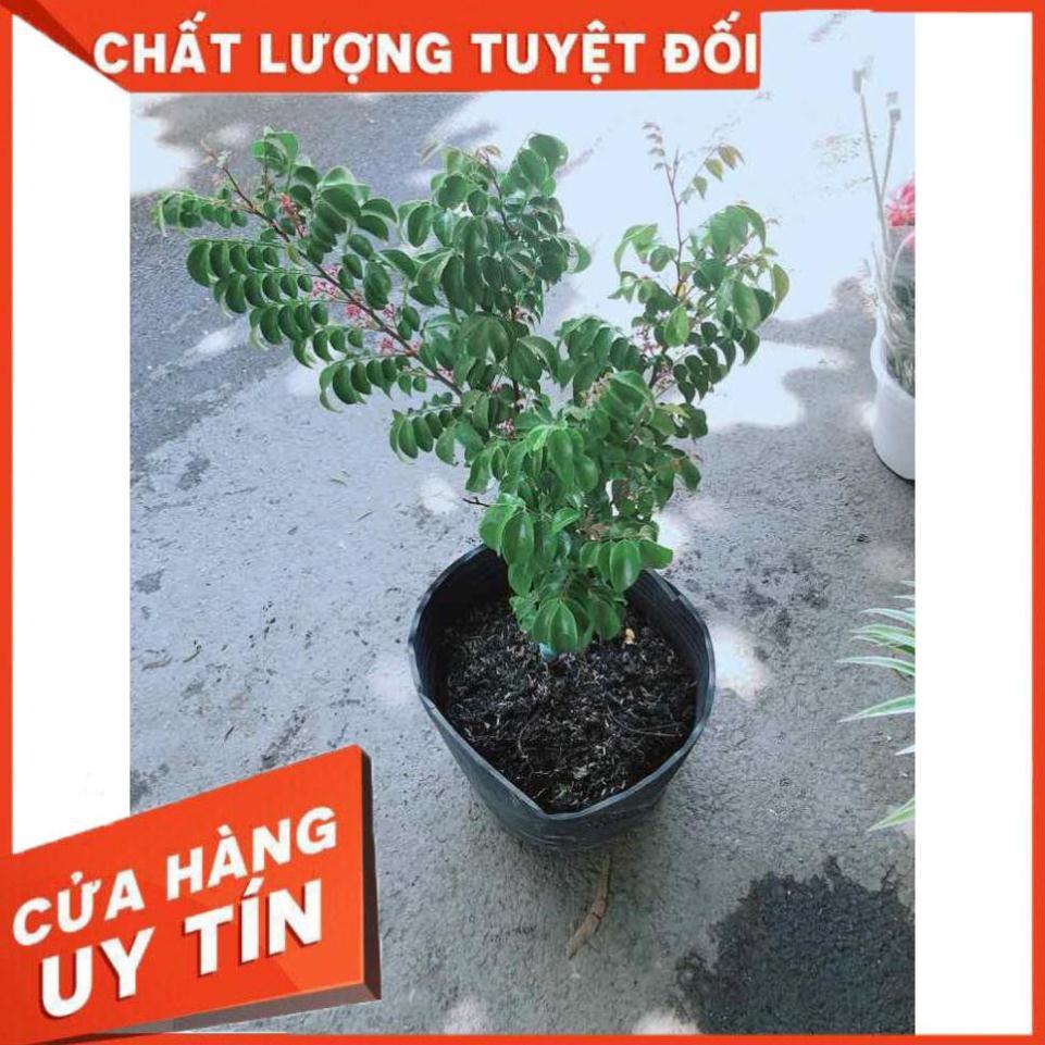 Cây Khế Cho Nhiều Trái Nhiều Người Mua