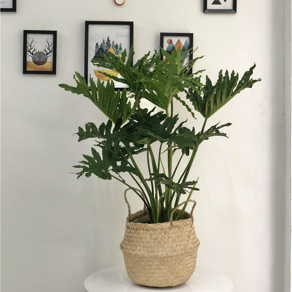 Cây Trầu Bà Thanh Xuân size nội thất