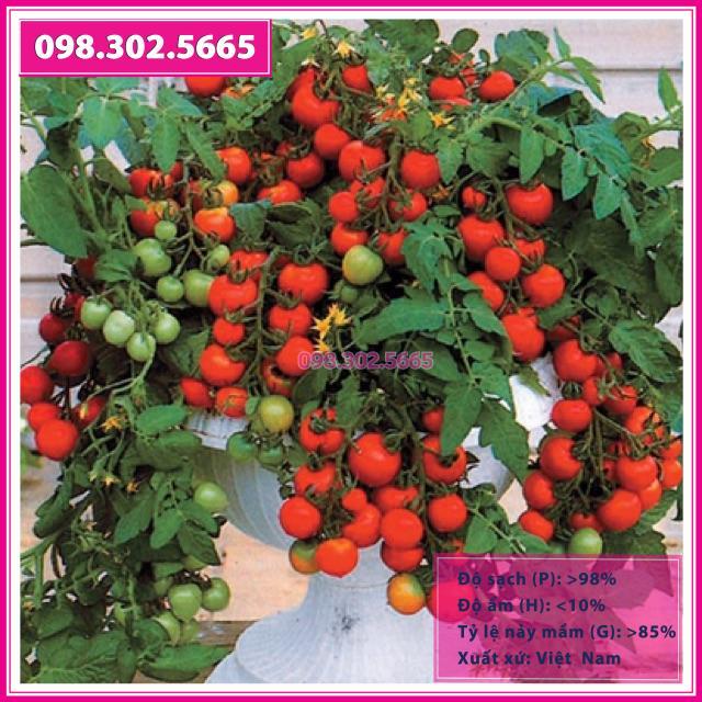 Hạt Giống Cà Chua Bi Đỏ Lùn - F1 -gói 0,3g