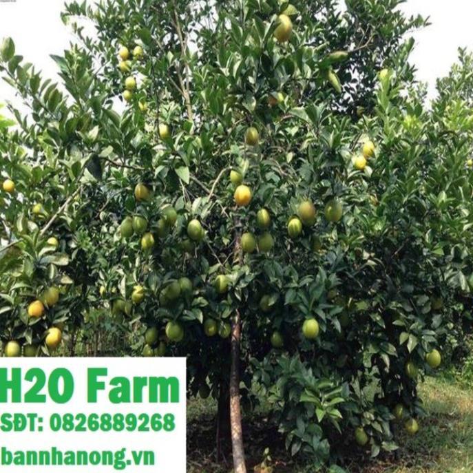 Cây cam vinh + Tặng 01 cây dâu da đất