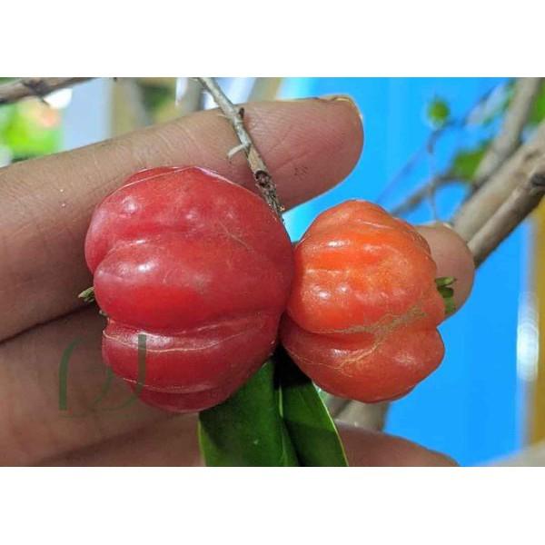 Cây surinam chery...,,,, 8 tháng cây cho trái