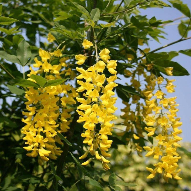Lan Hoàng Dương Chuỗi ngọc hoa vàng - Cây cảnh sân vườn + Tặng phân bón cho cây