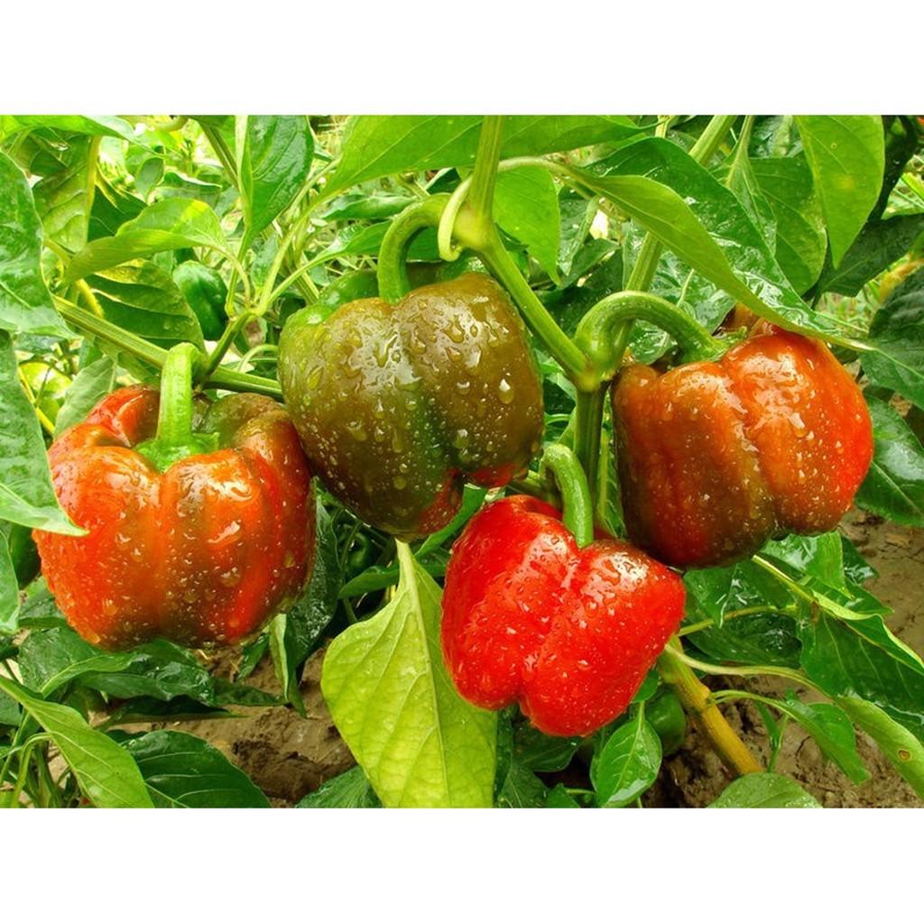 Hạt giống Ớt Chuông Ngọt F1 Đỏ - gói 10 hạt