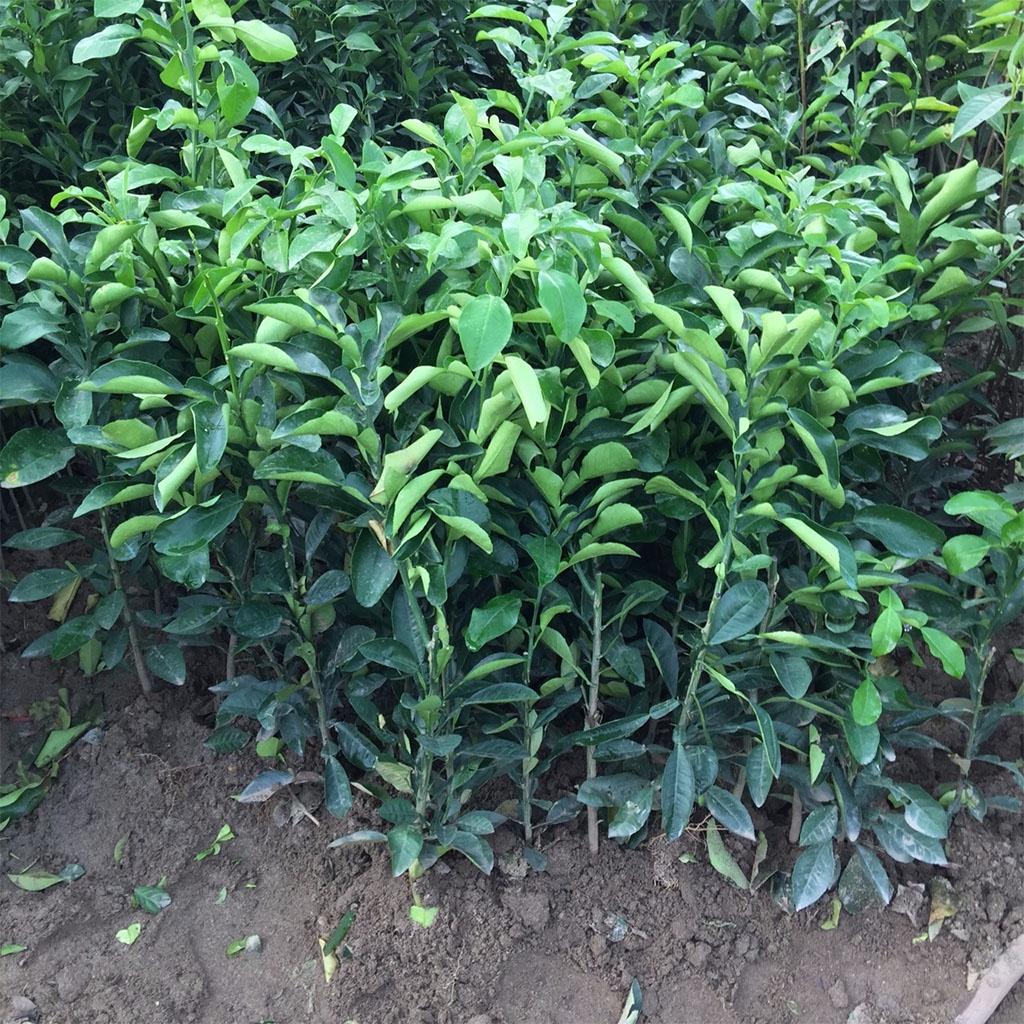 Cây giống bưởi da xanh miền nam