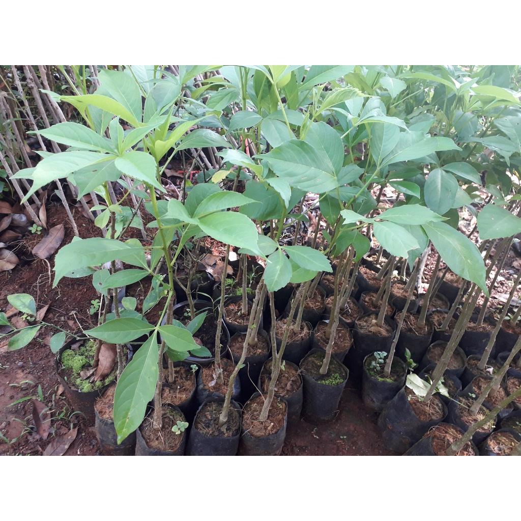 CÂY GIỐNG BAO BÁP .(