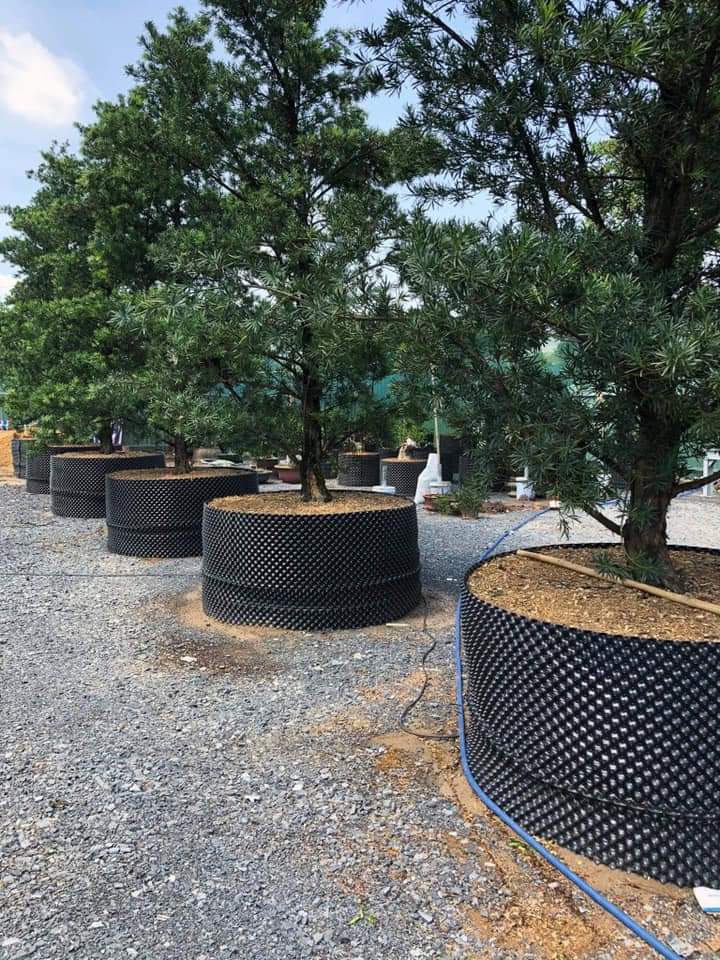 Bầu ươm cây V6 60 cm dài 50m  dày 0.6mm