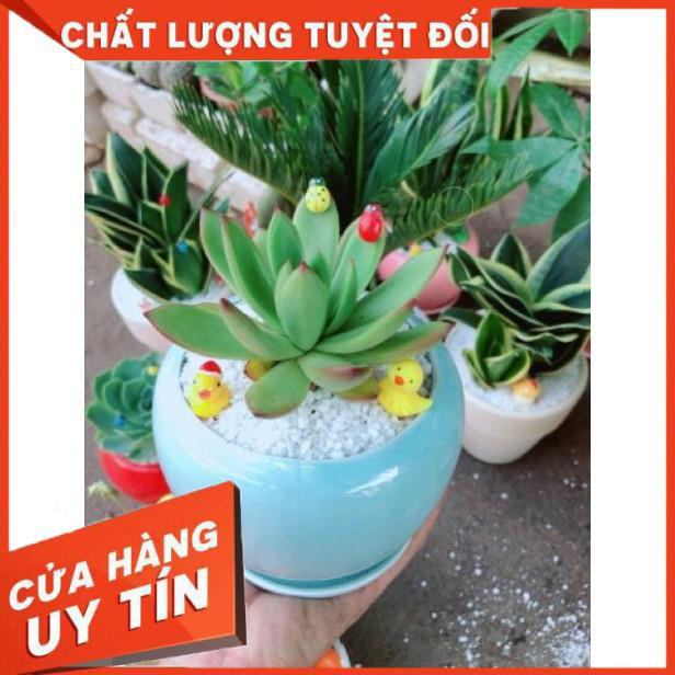 Chậu sen đá viền lửa