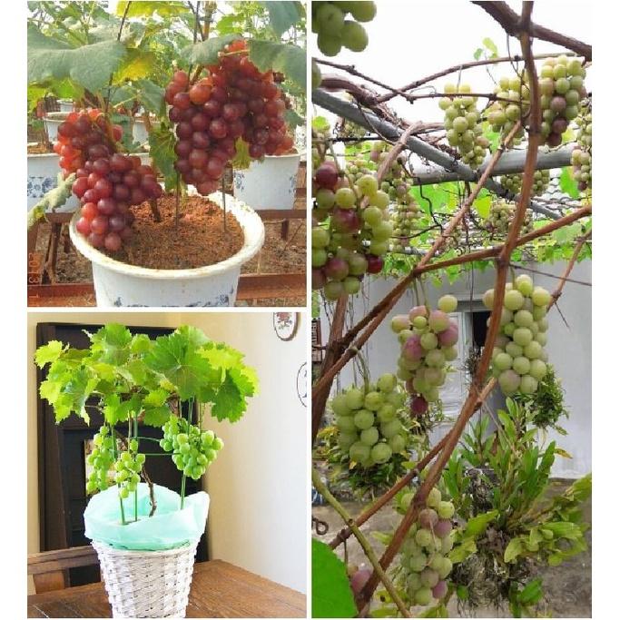 Hạt giống cây ăn trái nho lùn - Gói 10 hạt ( Tặng gói kích thích hạt nảy mầm )